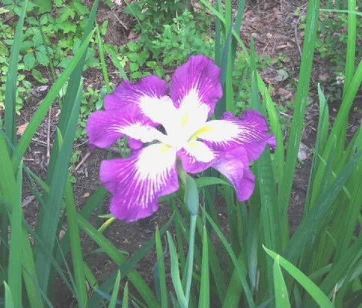 JAPANESE IRIS ENSATA – 50+ SEEDS – NEW CROP – MADE in USA – LOOK!