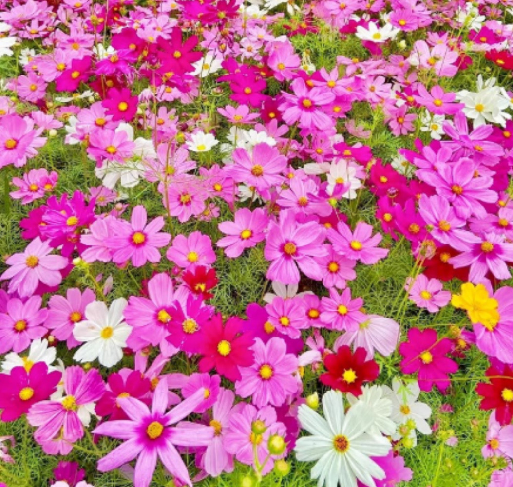 Bulk Seeds Mix Cosmos (Cosmos bipinnatus) Non-GMO Seeds Long Lasting Bloom 500+