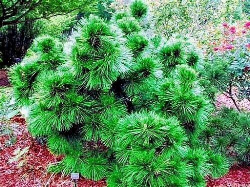 20 JAPANESE BLACK PINE TREE SEEDS (Pinus thunbergii) “Easy & Famous for Bonsai”