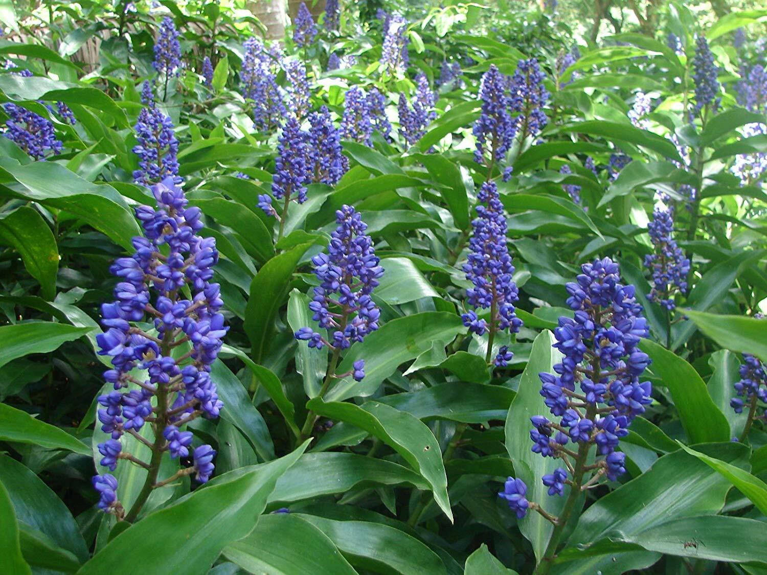 1 Hawaiian Blue Ginger Plant Root Easy to Grow