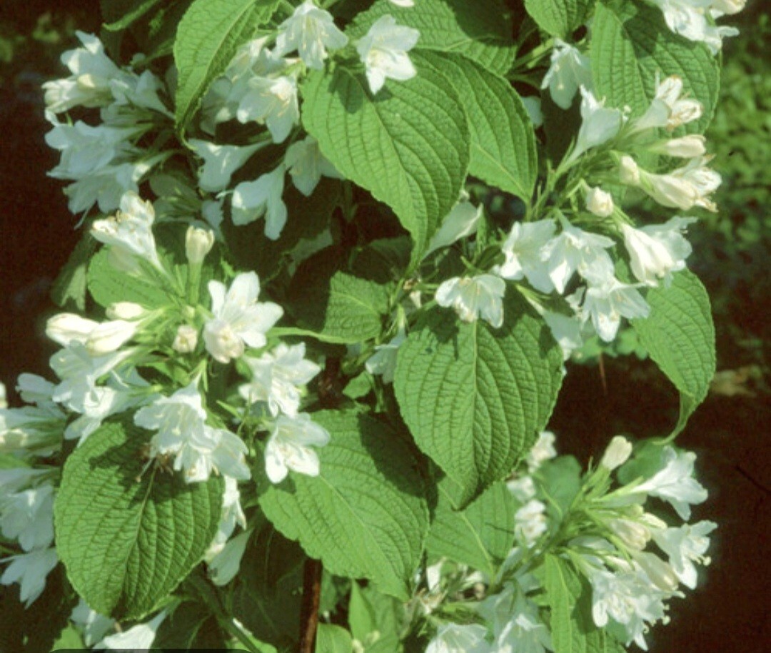 300 White Weigela Seeds, Reblooming Shrub Rare Variety Old Fashioned Weigela