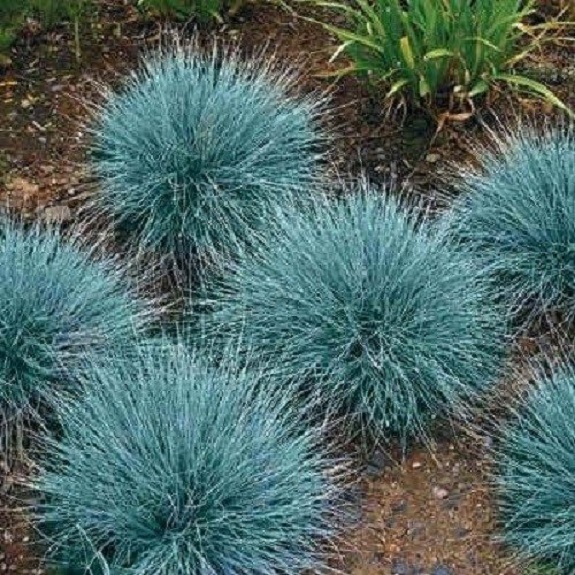 50+ Festuca Fescue Blue / Oramental Grass / Perennial Flower Seeds
