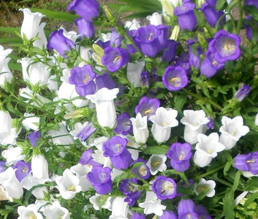 CANTERBURY BELLS CUP AND SAUCER MIX Campanula Medium – 2,500 Bulk Seeds