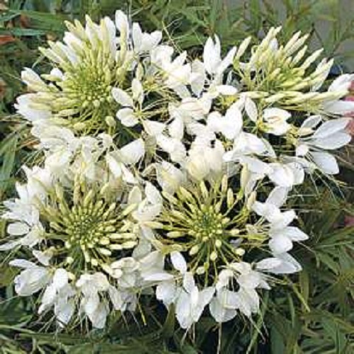 50+ GIANT WHITE QUEEN CLEOME/SPIDER FLOWER SEEDS / RESEEDING ANNUAL