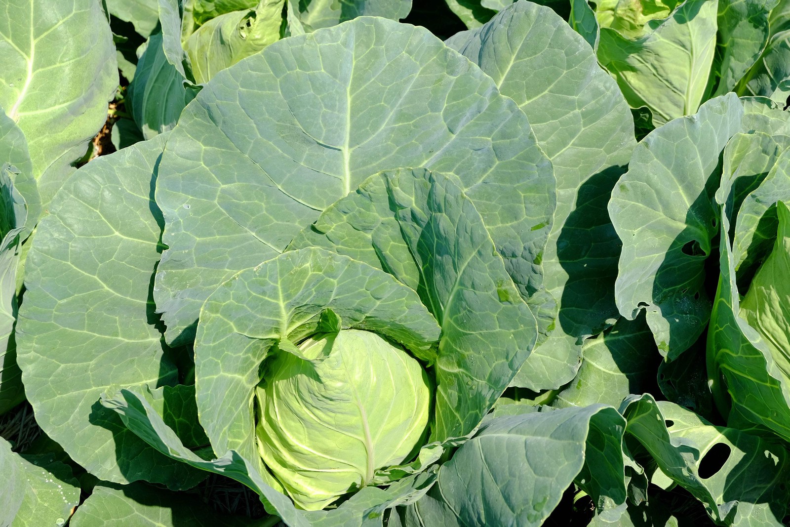 300 CHARLESTON WAKEFIELD CABBAGE Heirloom Cone Brassica Oleracea Vegetable Seeds