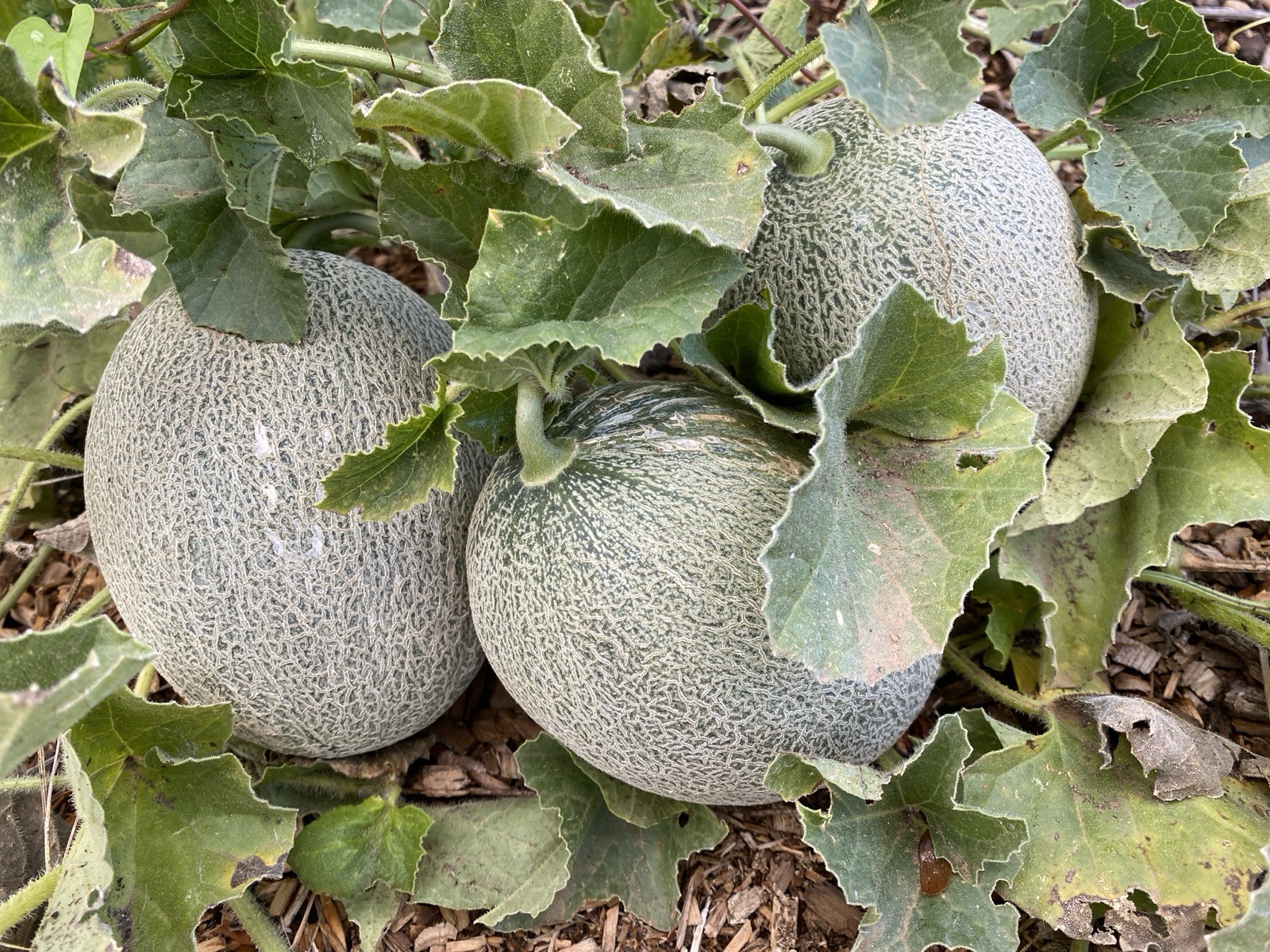 80 Sharlyn Melon Cantaloupe Honey Dew Mix Heirloom Organic AMAZING!! Easy Sweet
