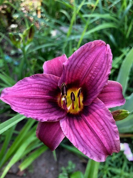 2 – GRAPE MAGIC Daylily Perennial Flower Bulb Bare Root Plants