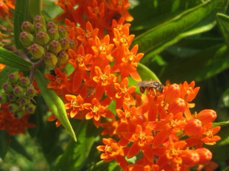 Milkweed Orange Perennial Tuberosa Monarch Butterfly Non-GMO 100 Seeds