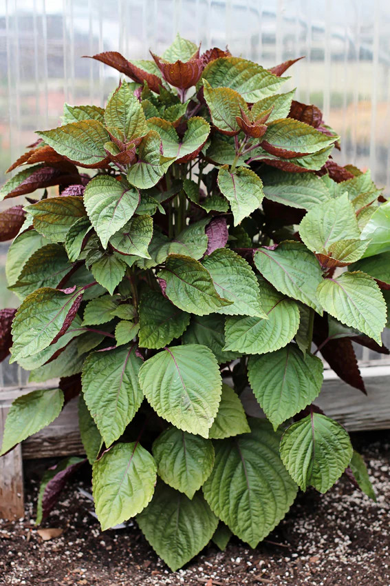 Vietnamese Perilla Seeds | Jeok Ssam Ip Purple Green Shiso Asian Seed 2024
