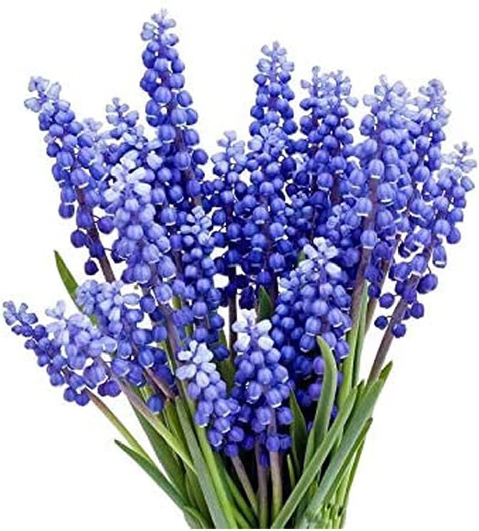 Grape Hyacinth Bulbs 15 Muscari Armeniacum Blue Flower Bulbs for Fall Planting
