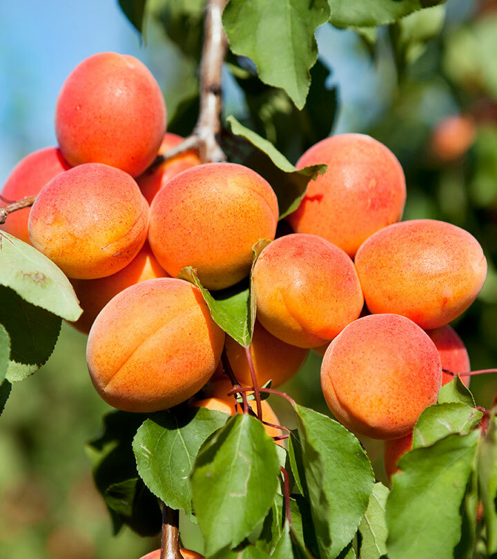 20 x Apricot Fruit Seeds