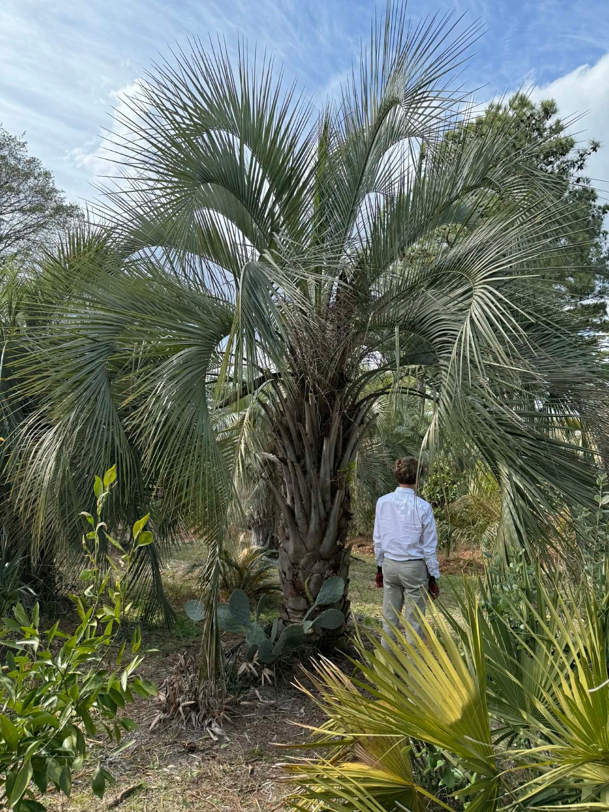 Butia yatay Seeds – Yatay Palm! RARE!!!