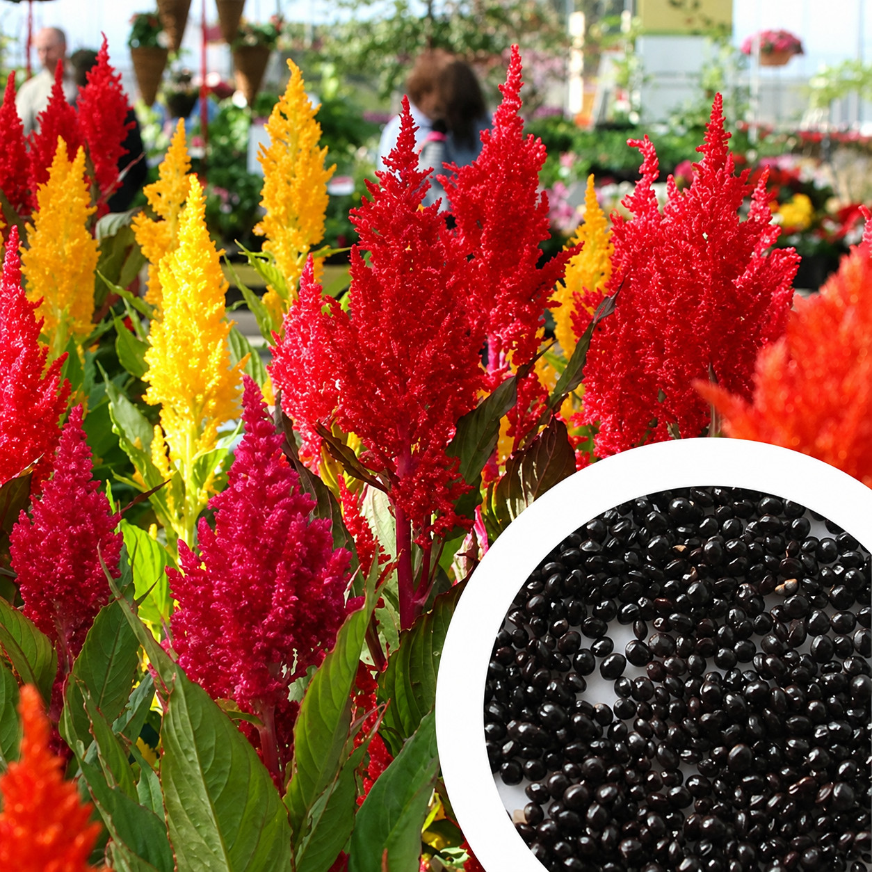 200+ Celosia Seeds Plumosa Pampas Plume Mix Bright Color Flowers