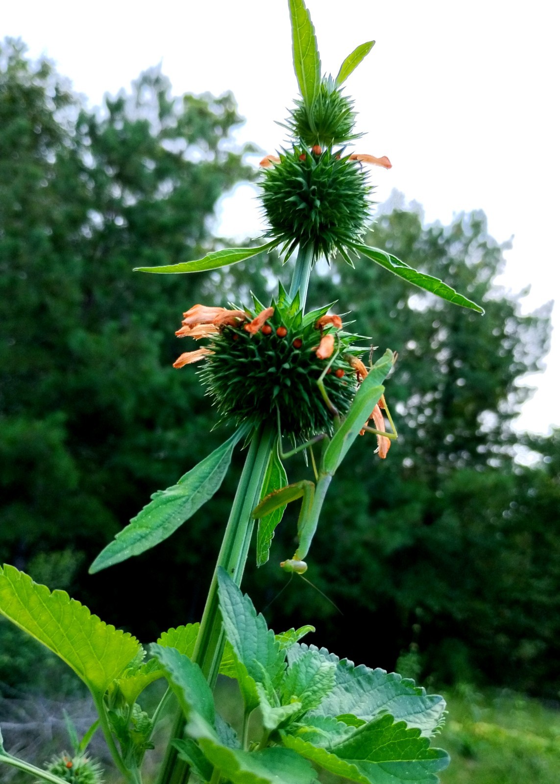 500 Fresh Kilp Dagga (Leonotis nepetifolia) Seeds – Attracts Hummingbirds!