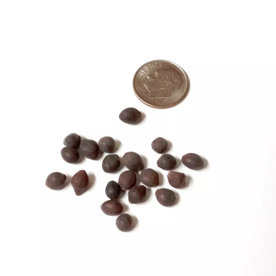 Native Wildflower Colorado or Desert Four O’clock Mirabilis multiflora Seeds