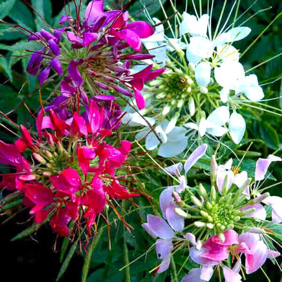 Mixed Colors Cleome Seeds | 100 – 2,000 Seeds | Non-GMO | Free Shipping | 1261
