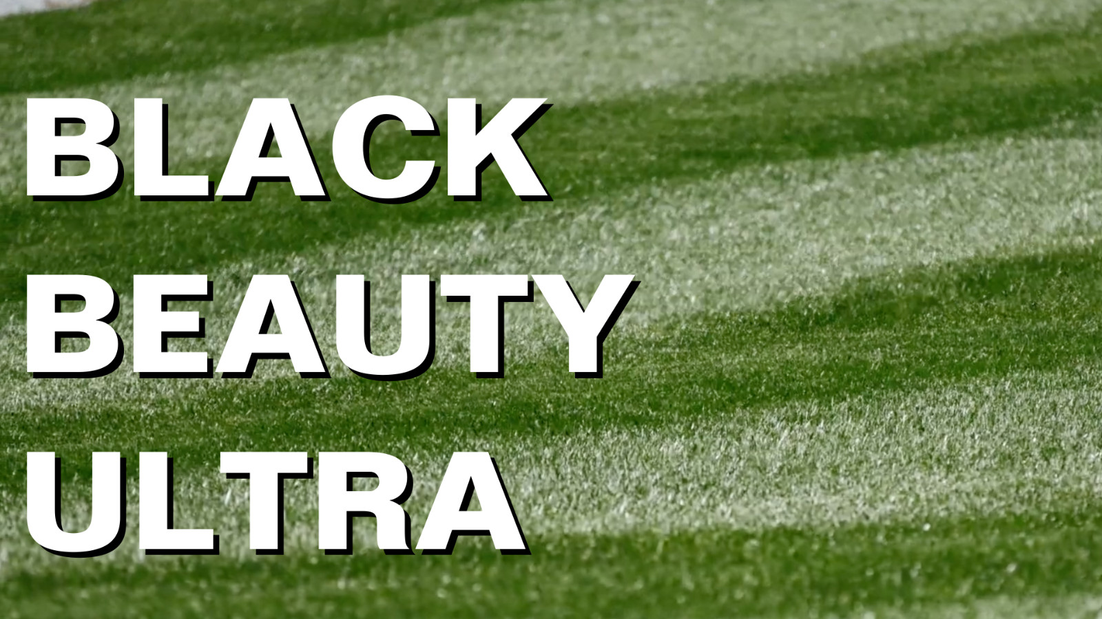 Premium Black Beauty Ultra Grass Seed – Cool Season Lawn Seed 25 lb for Lush Law