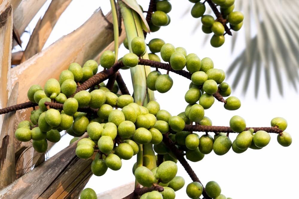 Palmetto Tree Seeds for Planting – 10 Seeds – Sabal Palmetto