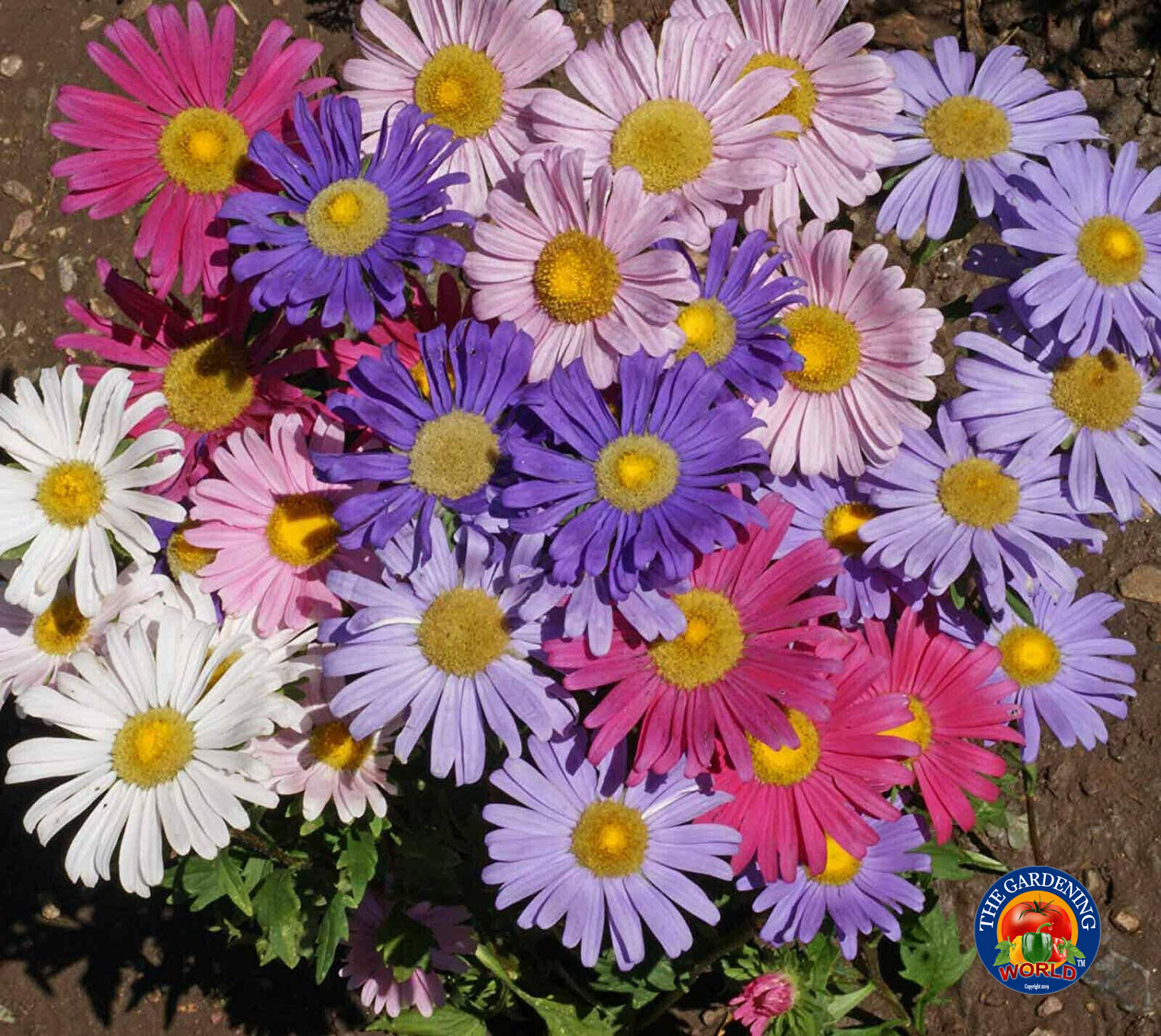 500 Aster Single Flower Seeds Sensation Mix Callistephus chinensis