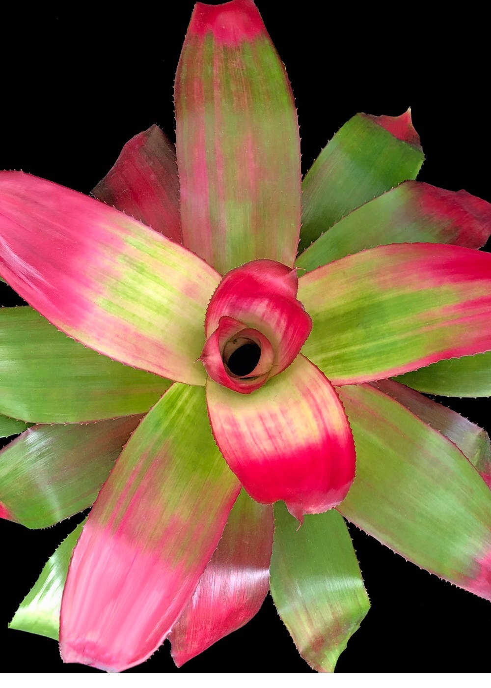 Neoregelia Green Apples 6″ pot