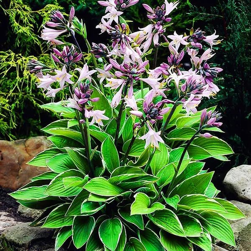 310+ USA Premium Rare Hosta Flower Seed for Planting Outdoors Garden Home