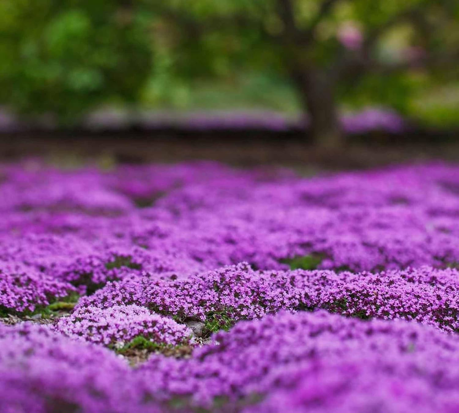 Perennial Magic Purple Creeping Thyme Seeds – 20000 Count for Easy Gardening