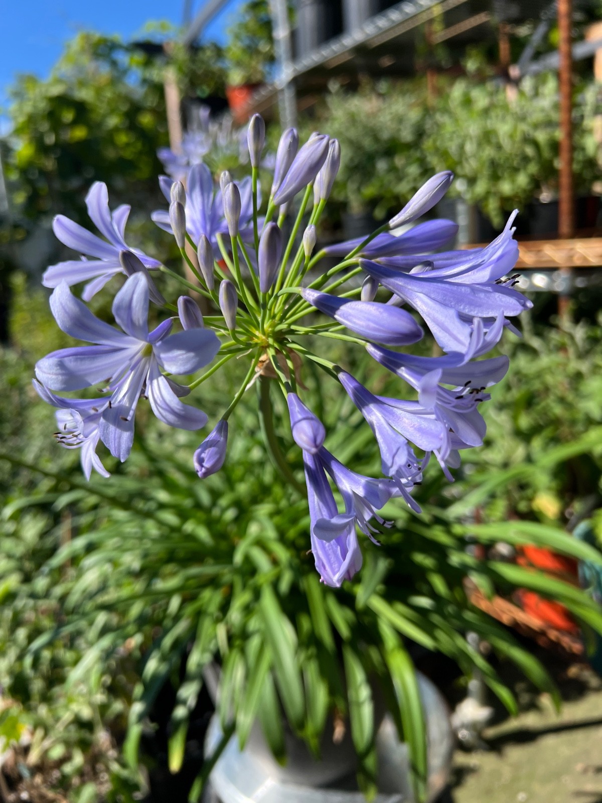 Lily of the Nile blue agapanthus live plants zone 7+ perennial