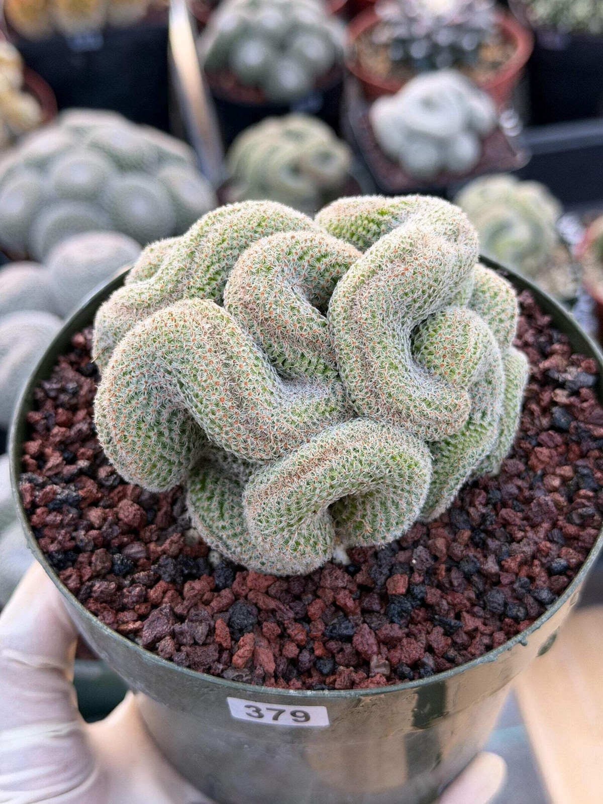 Crested Mammillaria | Rare Collector Cactus | Live Plant