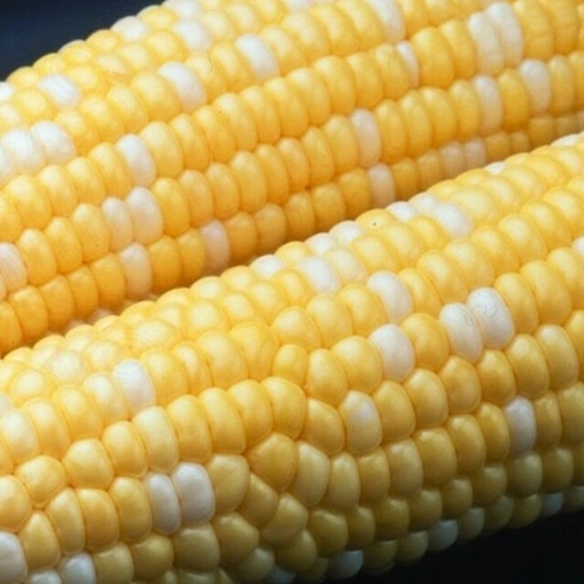 Peaches and Cream Corn Seed, Bi-Color Sweet Corn, Seed, 1/4 lb. + Seeds
