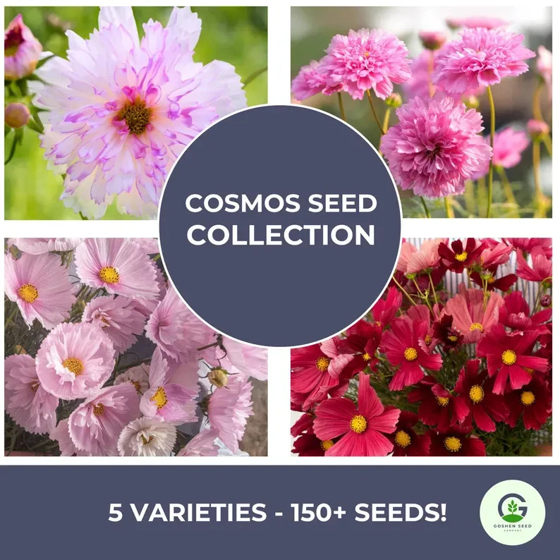 Cosmos Flower Seed Collection – 5 Vibrant Varieties, Heirloom, Pollinator-Friend