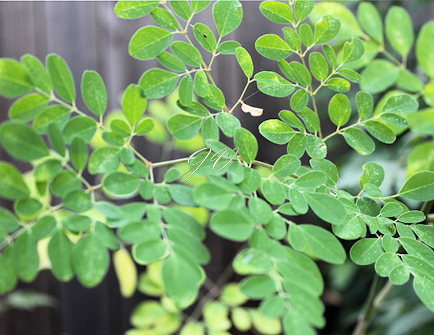 Tropical Seeds -Moringa oleifera ODC -Hybrid Tropical 10 Seeds for Planting