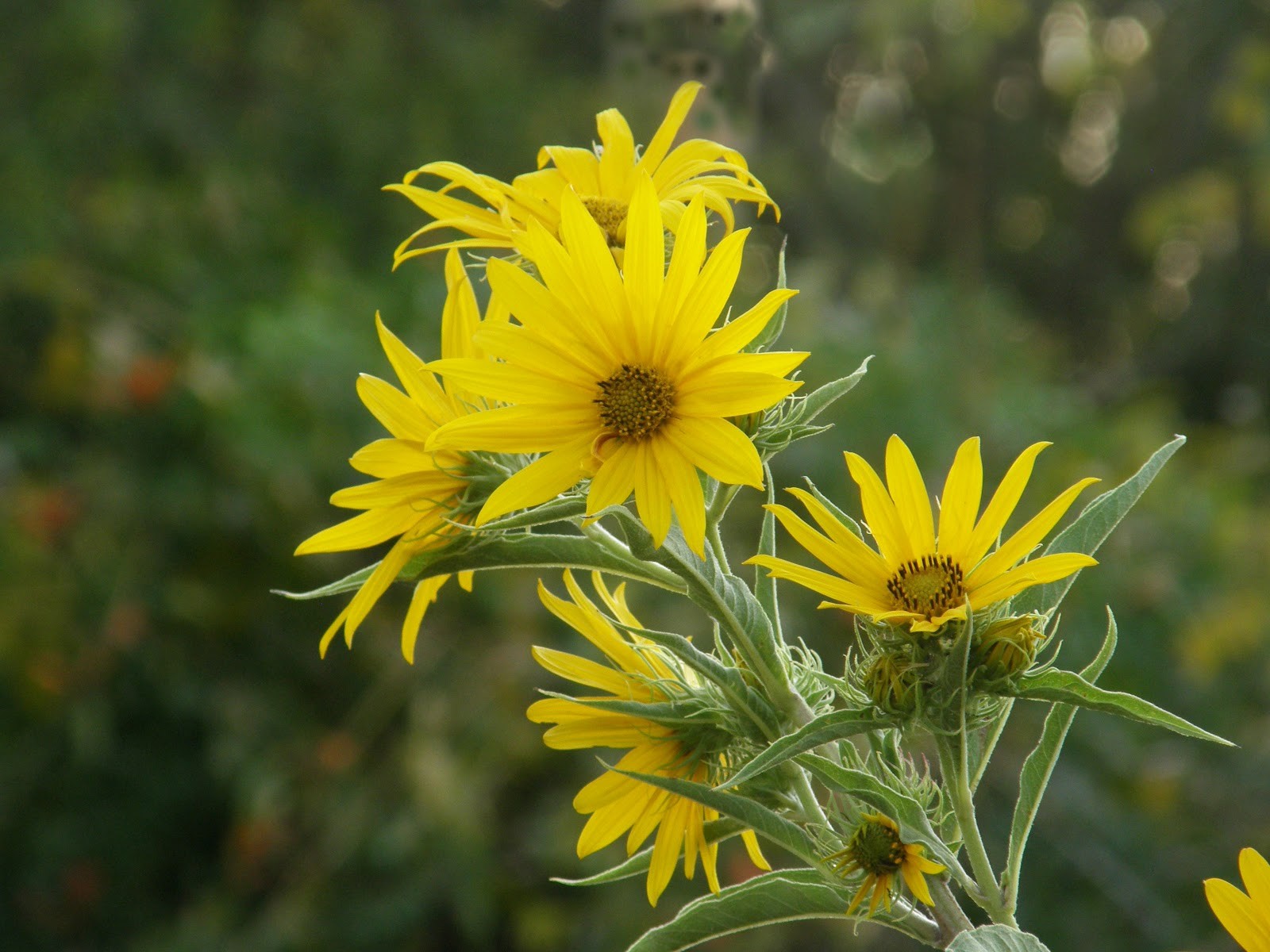 100+MAXIMILIAN Prairie SUNFLOWER Seeds Native Wildflower Heat Cold Drought Fence