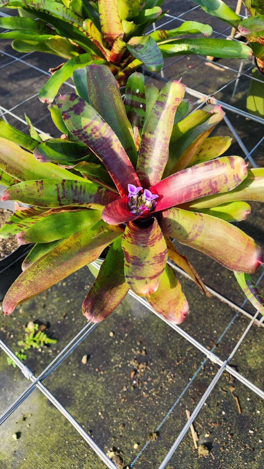 Bromeliad – Neoregelia Multiple Migs 6″ pot – Live Plant