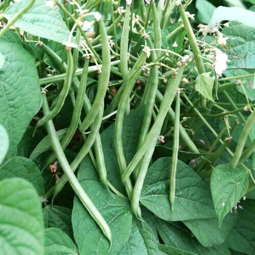 Top Crop Green Bean Seeds | AAS Winner Heirloom Vert Vegetable Seed Fresh 2024