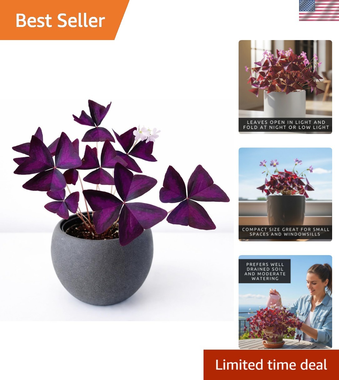 -Round Color: 10 Easy-to-Grow Purple Shamrock Bulbs for Indoor & Outdoor Use