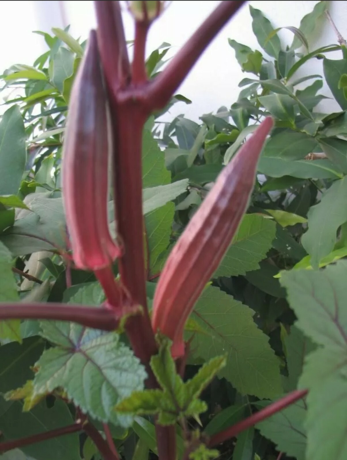 150 RED BURGUNDY OKRA Vegetable Seeds + Gift & Comb S/H