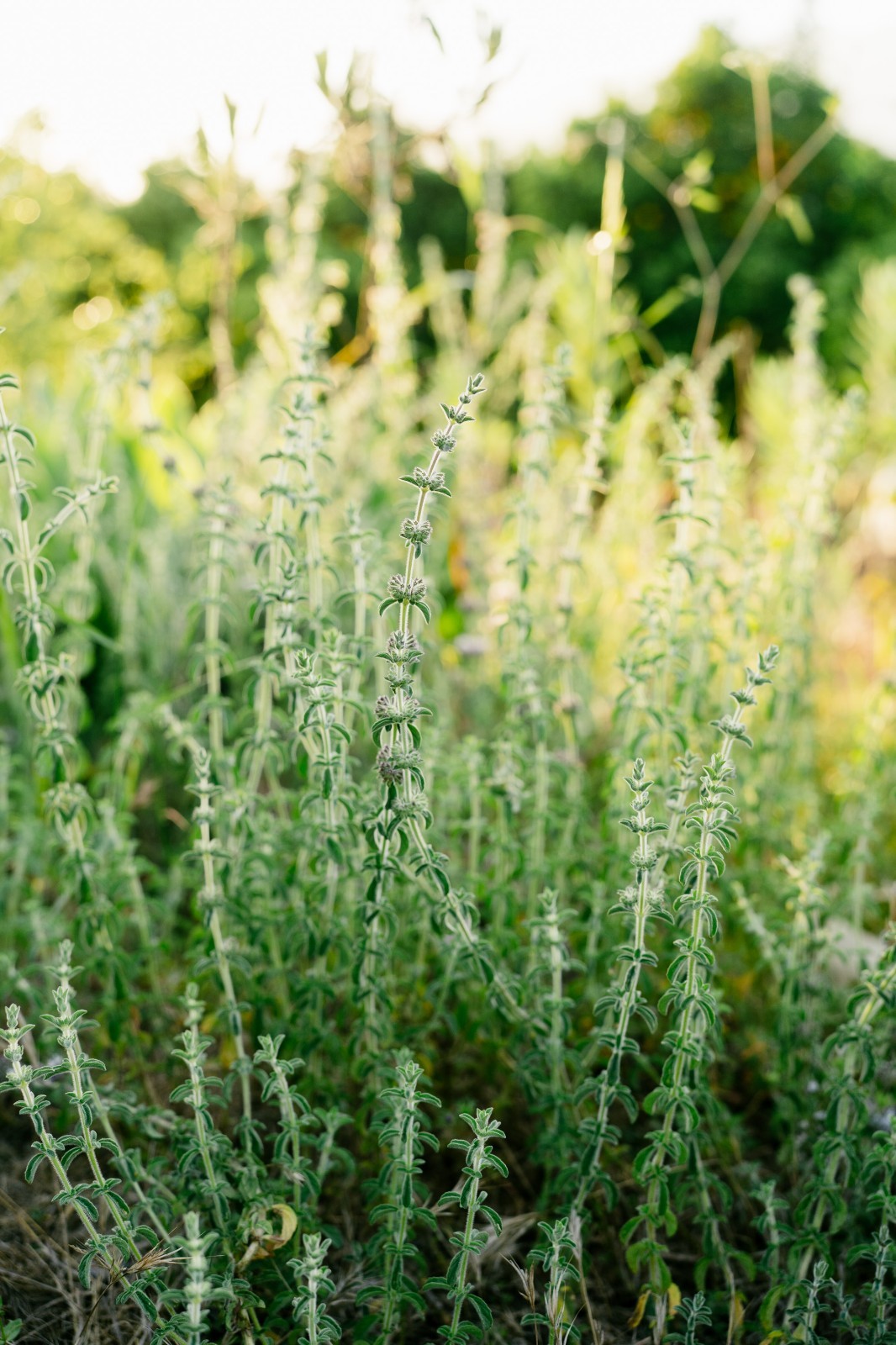 Organic European Pennyroyal Seeds: Perennial Mint, 400 Seed Packet / Bulk Pack