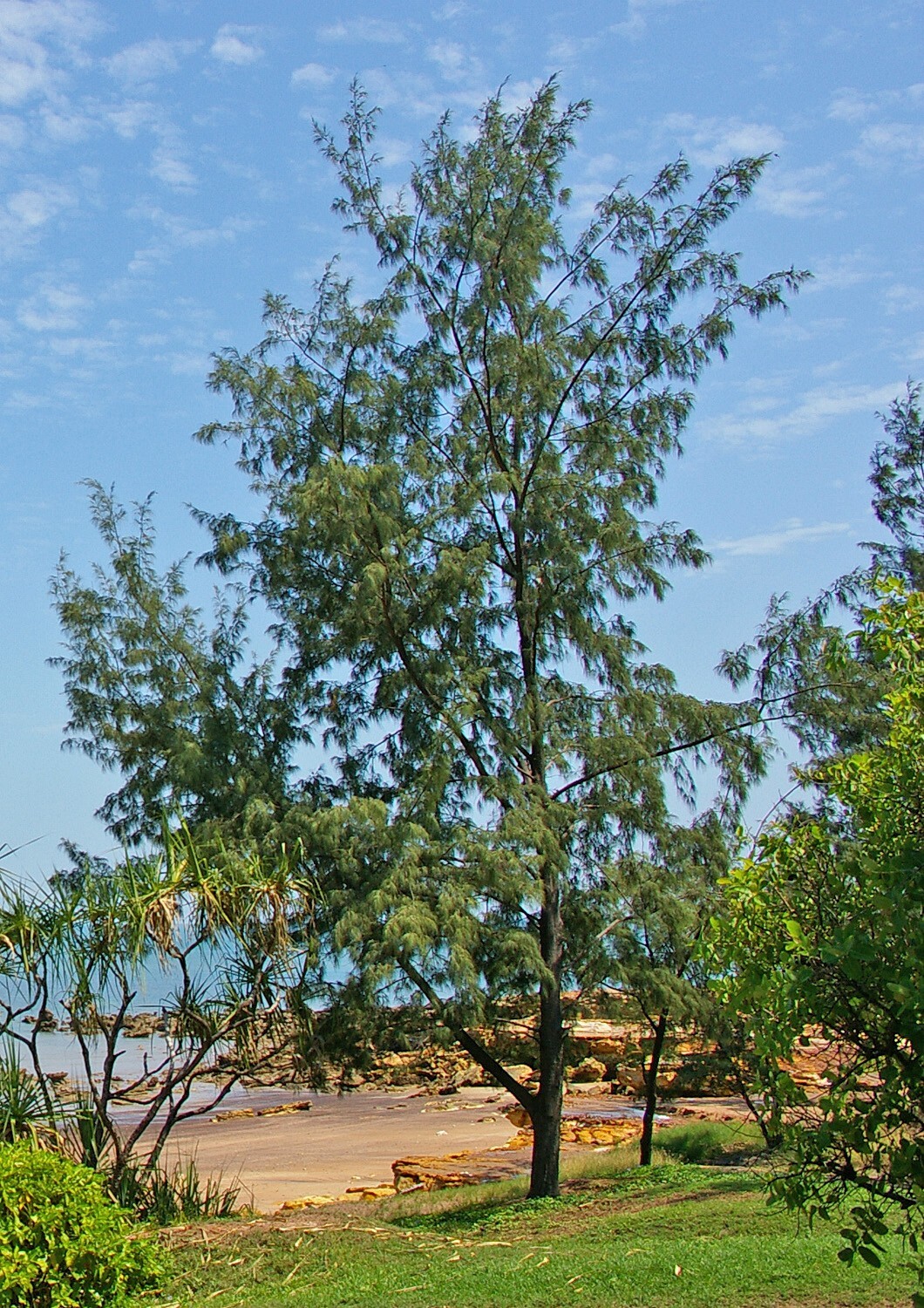 Australian Beach Pine Tree | Premium Seeds | Casuarina equisetifolia | Plants’®