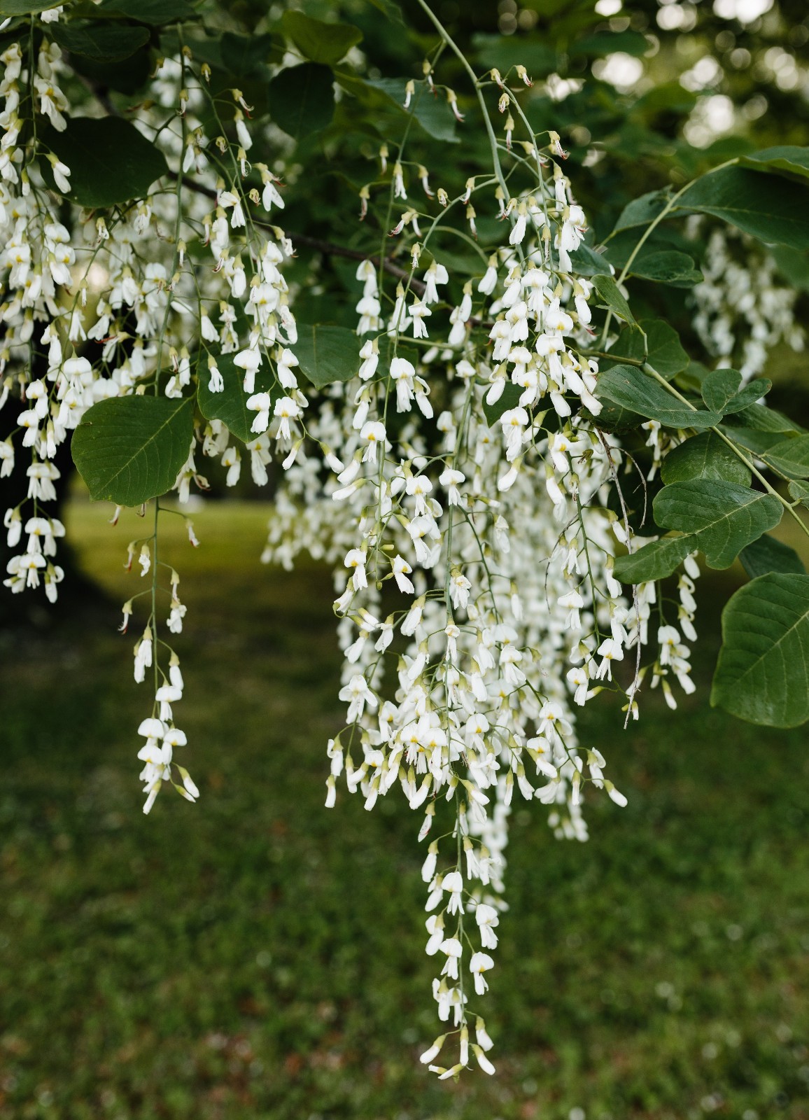 American Yellowwood (Cladrastis lutea) Fragrant, White Flowers – Attracts Bees