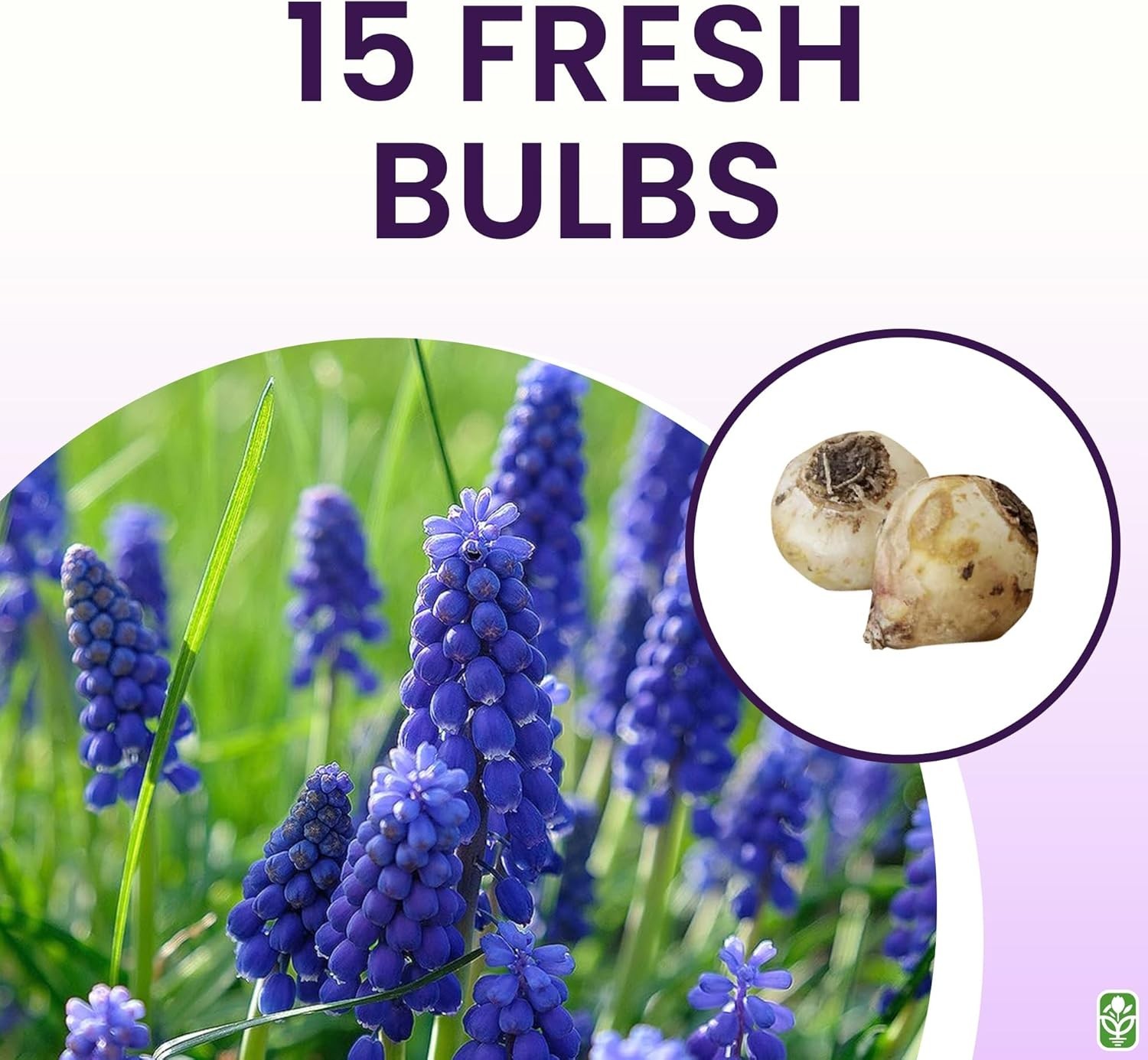 Grape Hyacinth Bulbs 15 Muscari Armeniacum Blue Flower Bulbs for Fall Planting