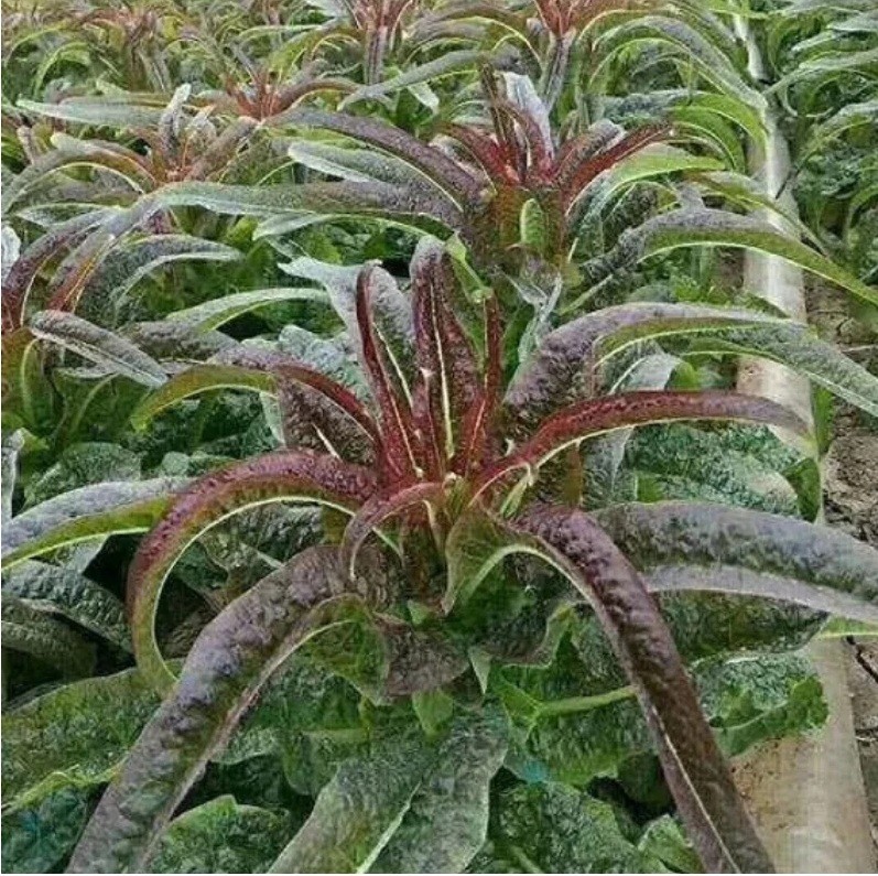 Celtuce – Purple Sword 100 – 1000 Seeds Thick Crunchy Stems wōsǔn