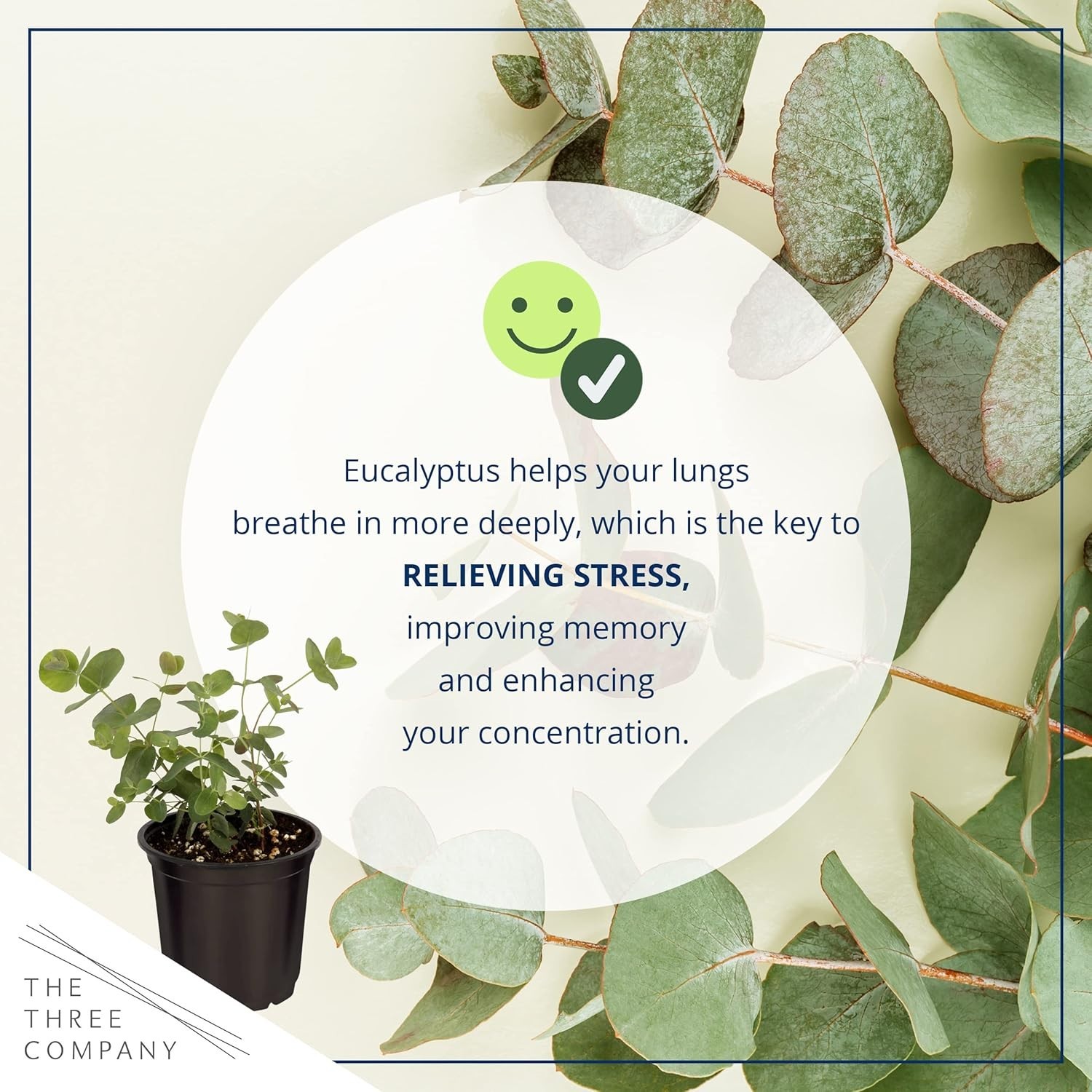 Live Eucalyptus (4 Per Pack) – Aromatic and Health Enhancer, Natural Air Puri…