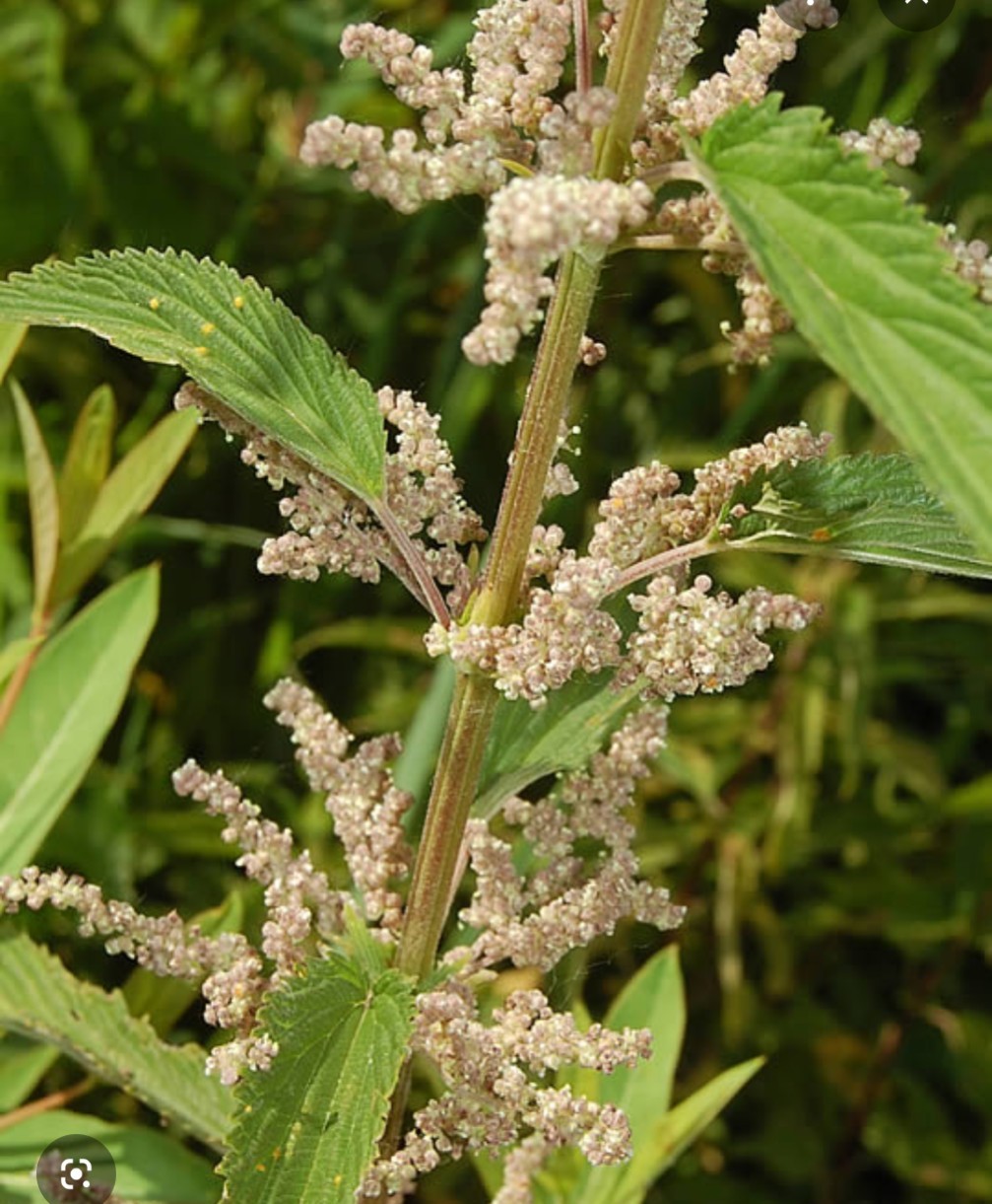 Stinging Nettle Seeds Wild Plants Utah Mountains allergy relief