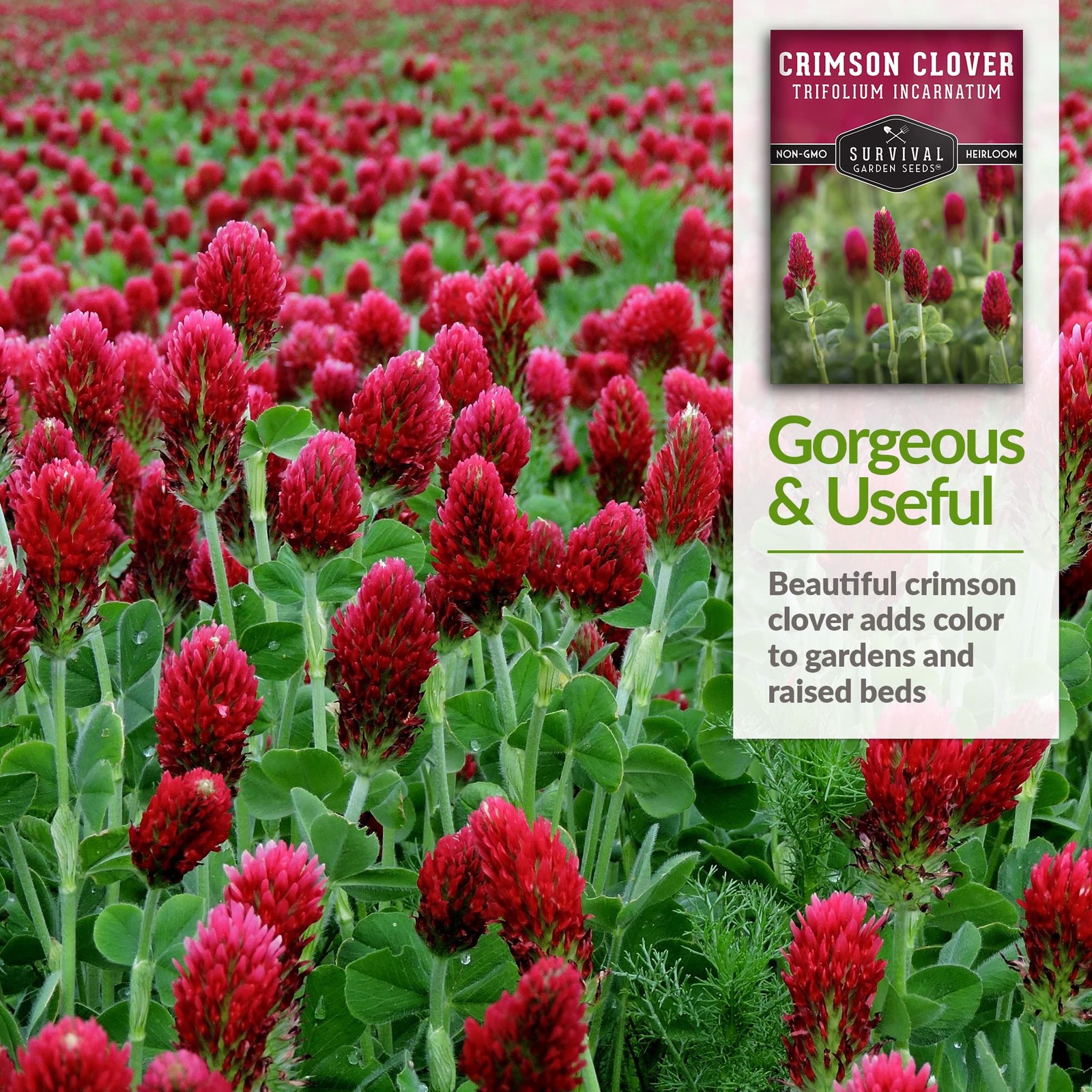 Crimson Clover Seeds Heirloom NonGMO Cover Crop for Soil & Pollinators 2
