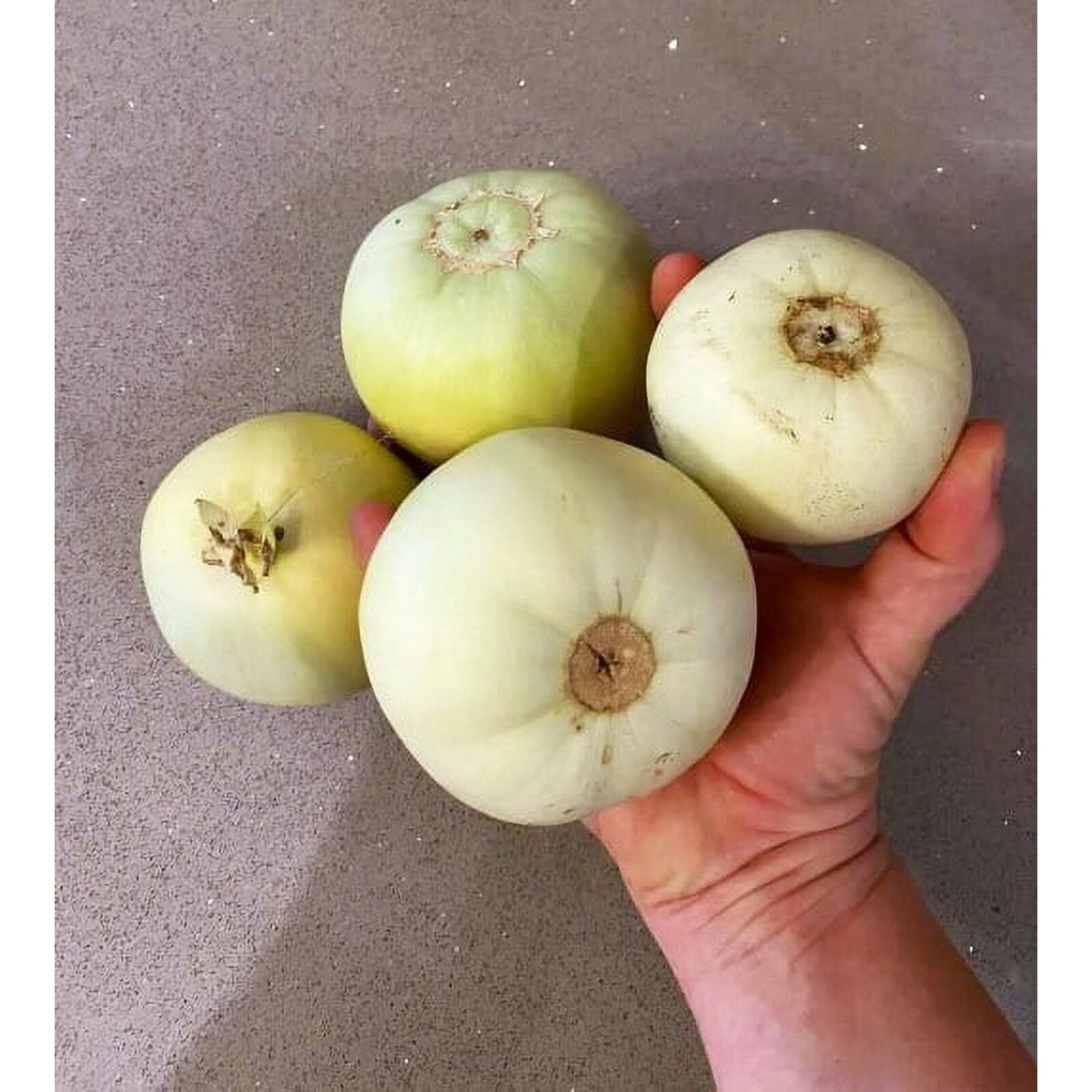 15 Sakata Sweet Melon Seeds, Heirloom, Non-GMO, Genuine USA