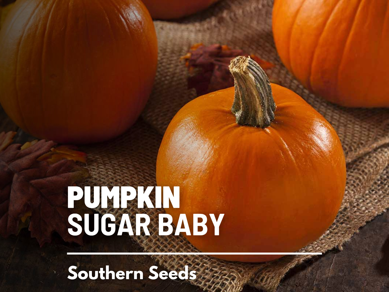 Pumpkin, Small Sugar – 15 Heirloom Seeds – GMO Free (Cucurbita pepo)