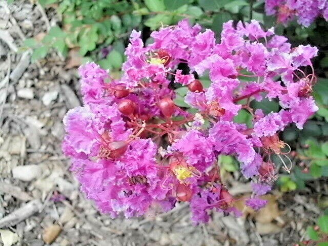 25 VELMAS ROYAL DELIGHT CREPE MYRTLE SEEDS – Lagerstroemia indica Velmas Royal