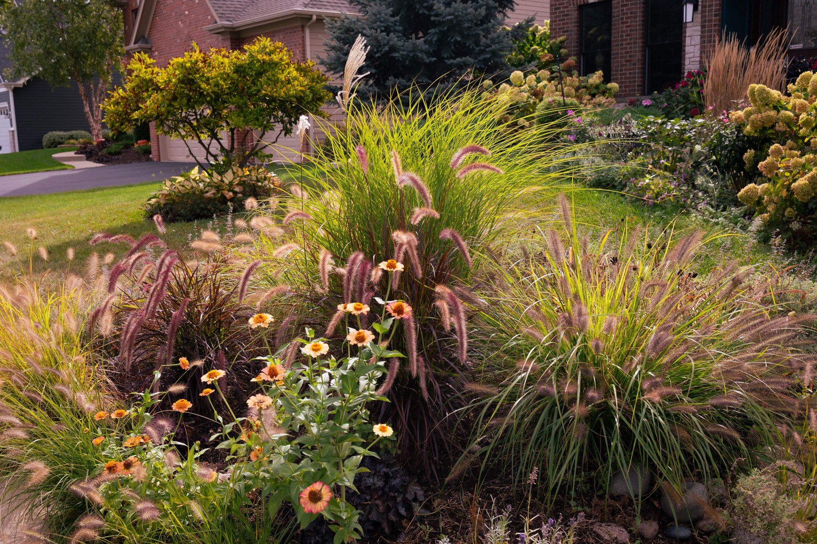 25 PURPLE FOUNTAIN GRASS Ornamental Pennisetum Setaceum Dark Burgundy Flower See
