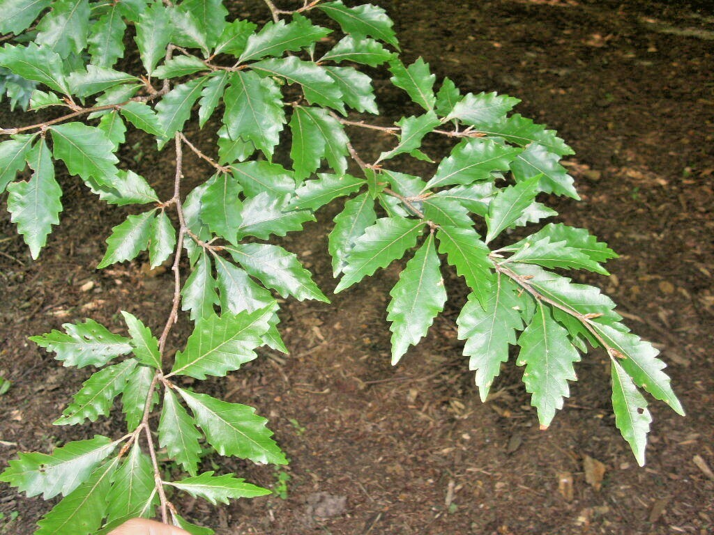 12 AMERICAN BEECH SEEDS – Fagus grandifolia