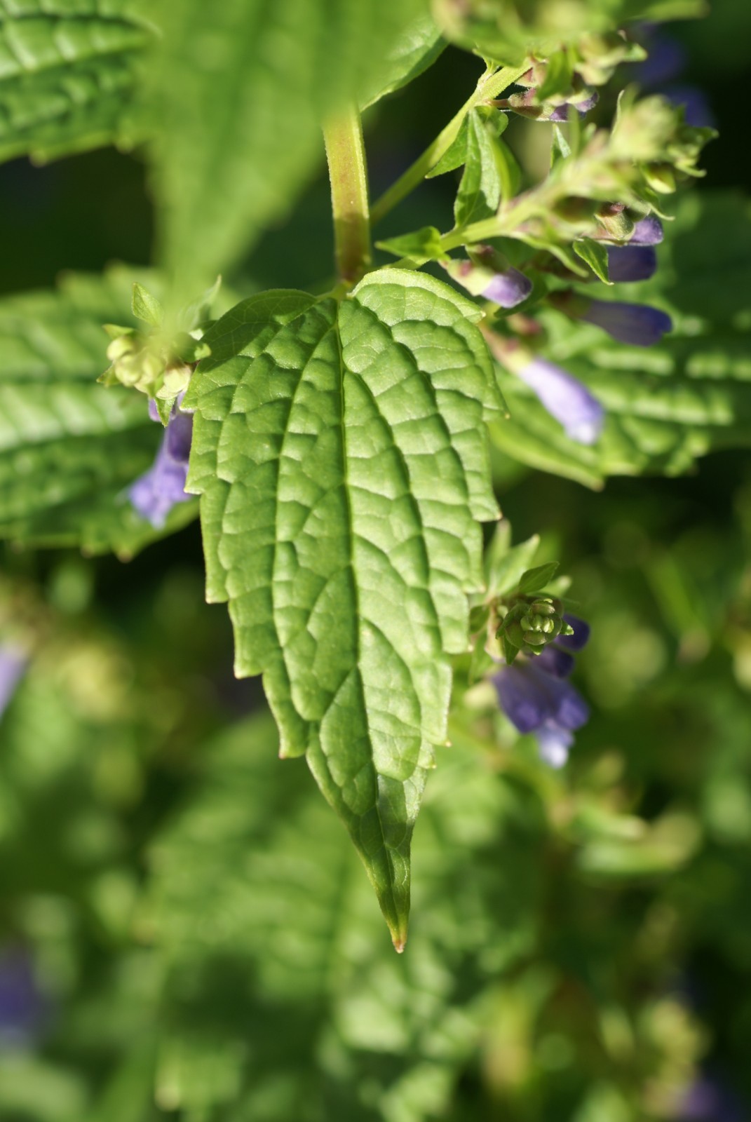 Scutellaria lateriflora seeds – Blue Skullcap – Mad Dog Skullcap – Scullcap